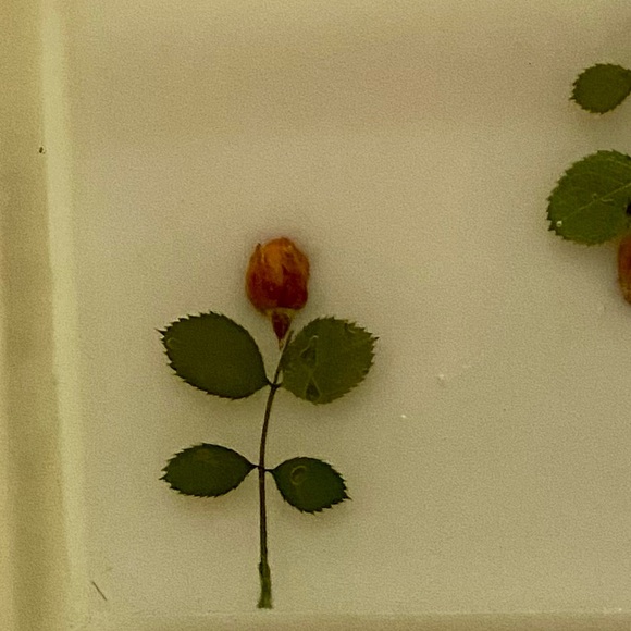 🔥Vintage Pressed Flower Soap Dish/Trinket Tray🔥 - Picture 2 of 7